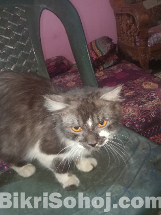 pashiyan cat male